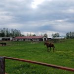 競馬セブンの七騎の会とは